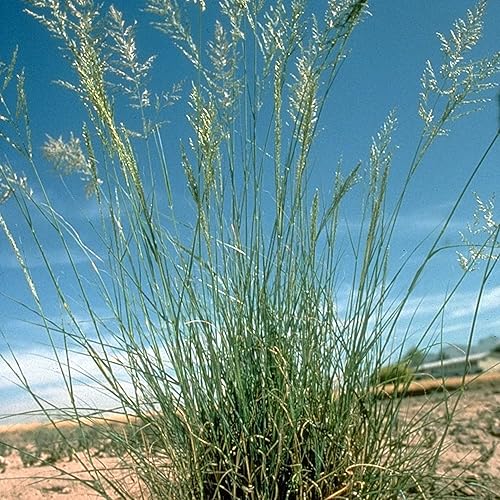 Miniatura 6 de YEGAOL Garden - Semillas de Lovegrass llorón Eragrostis Curvula perenne tolerantes a la sequía utilizadas como cultivo de forraje para ganado,