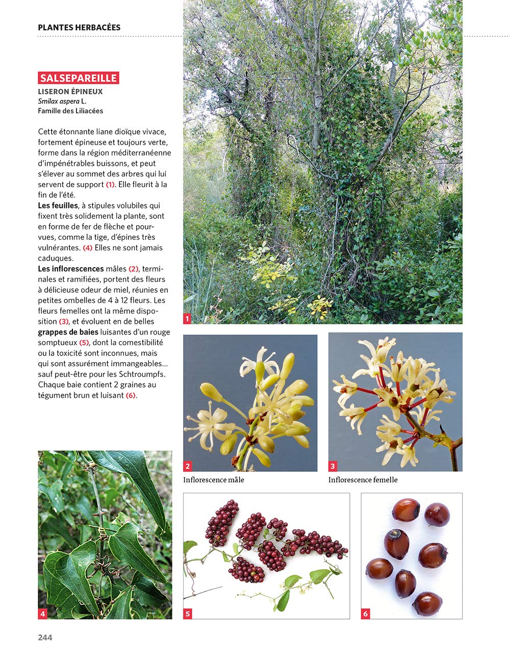 Dictionnaire visuel des plantes de la garrigue et