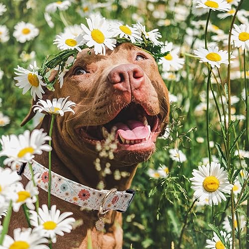 Miniatura 5 de Faygarsle Collar de algodón para perros con diseño de flores para niñas, hembras, perros pequeños, medianos y grandes, con dijes de flores, talla M