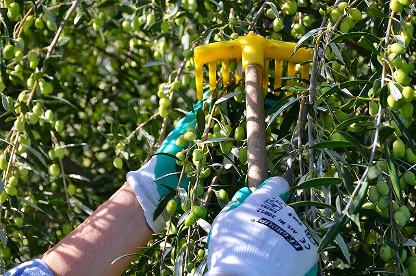 Kouzini Organic Greek Extra Virgin Olive Oil | First Cold Pressed | 1 Liter (34 fl oz) Current Harvest | NYIOOC award Winner | Single Origin | Family Owned