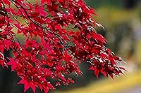 Vista 2 de 50+ Red Maple Seeds for Planting Outdoors - Heirloom Maple Tree Seeds (Acer rubrum)