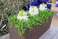 Vista 4 de SuperMoss. Musgo de bosque conservado., Verde fresco