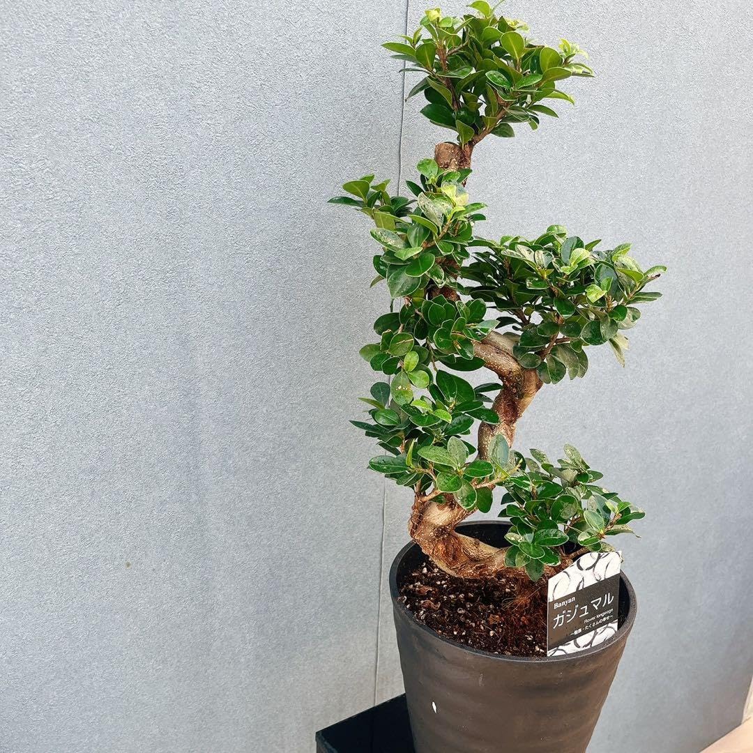 ゴールデンウィークセール幸多き樹　小品ガジュマルこじんまりした、太い豊かな幹と葉 Amazon.co.jp: ［現品］【希少】28番 ガジュマル 曲がり 接木 8号 観葉
