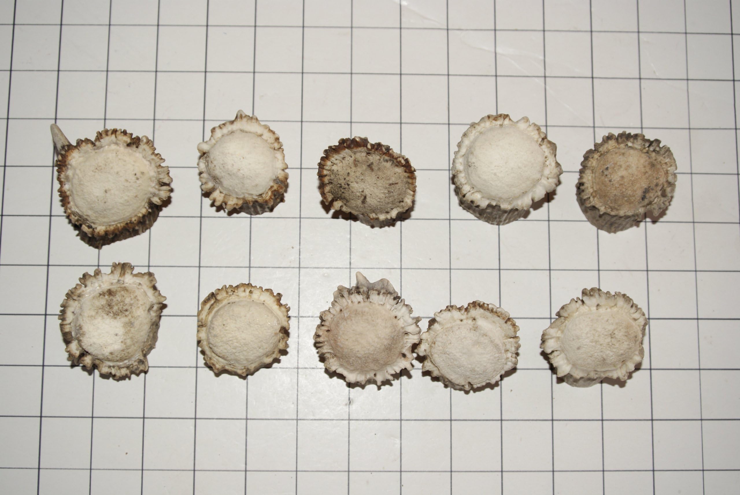 Deer Antler Burrs - 10 Qty X Large Size - Real Deer Antler Burrs - Make Your Own Antler Cabinet & Drawer Pulls - Crafting, Jewelry, Furniture, Home Decor