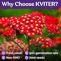 Vista 5 de KVITER 7000 semillas de milenrama roja (Achillea Millefolium Rubra) - Semillas de flores perennes para plantar en el exterior, reliquia y orgánicas