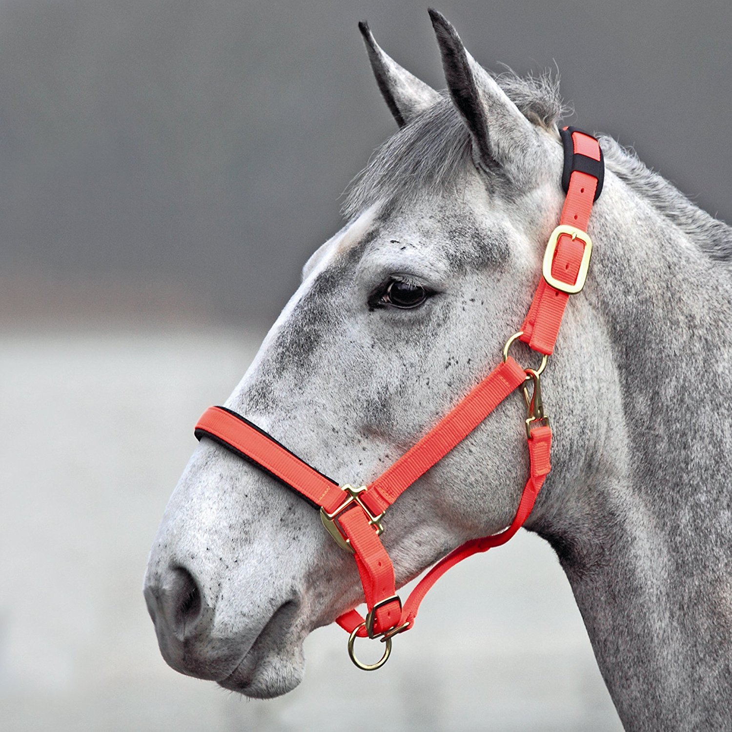 Shires Topaz Nylon Headcollar-Orange Full