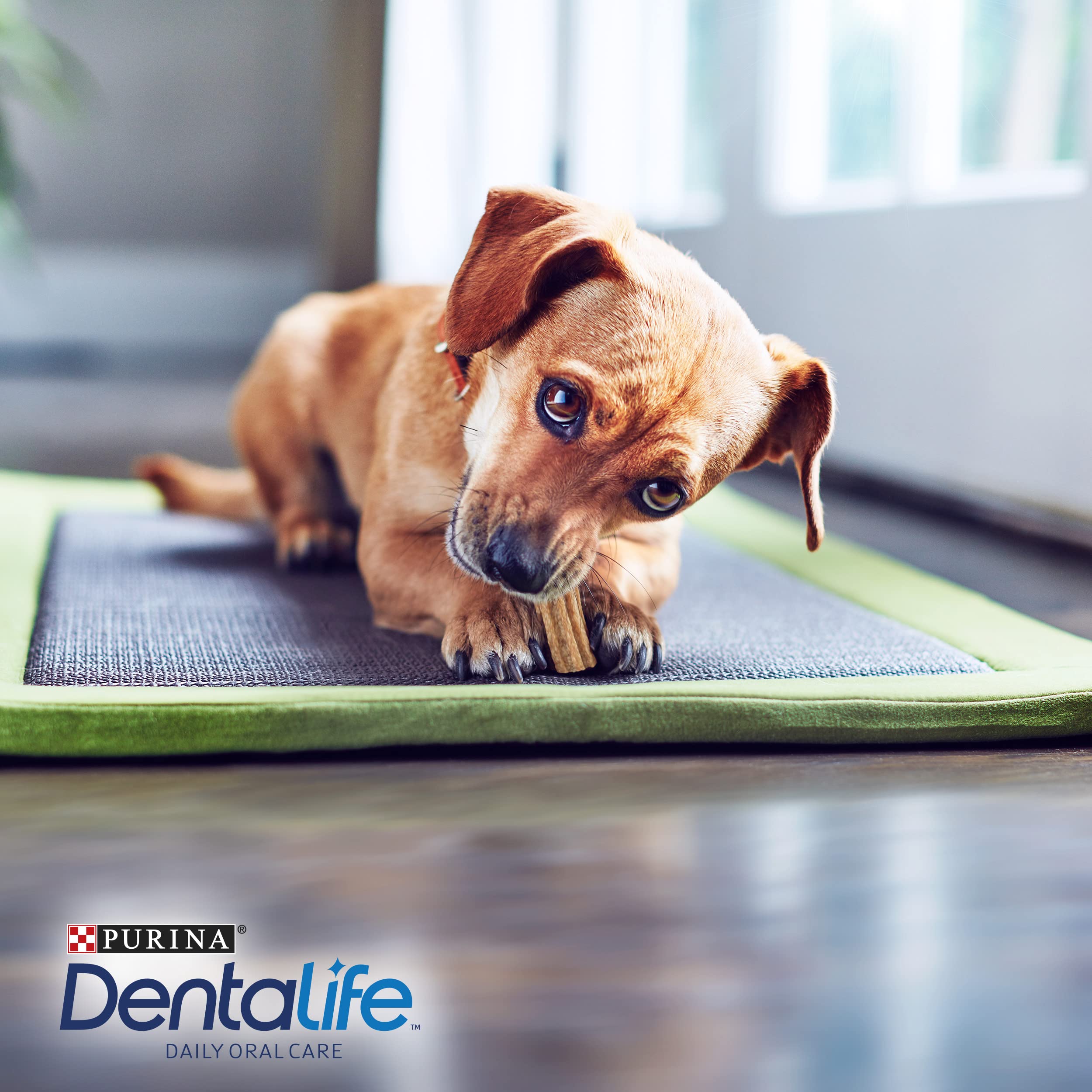 Dentalife Purina Daily Oral Care Extra Small, collation Dentaire, Prix pour très Petits Chiens, Toy, 21 Sticks