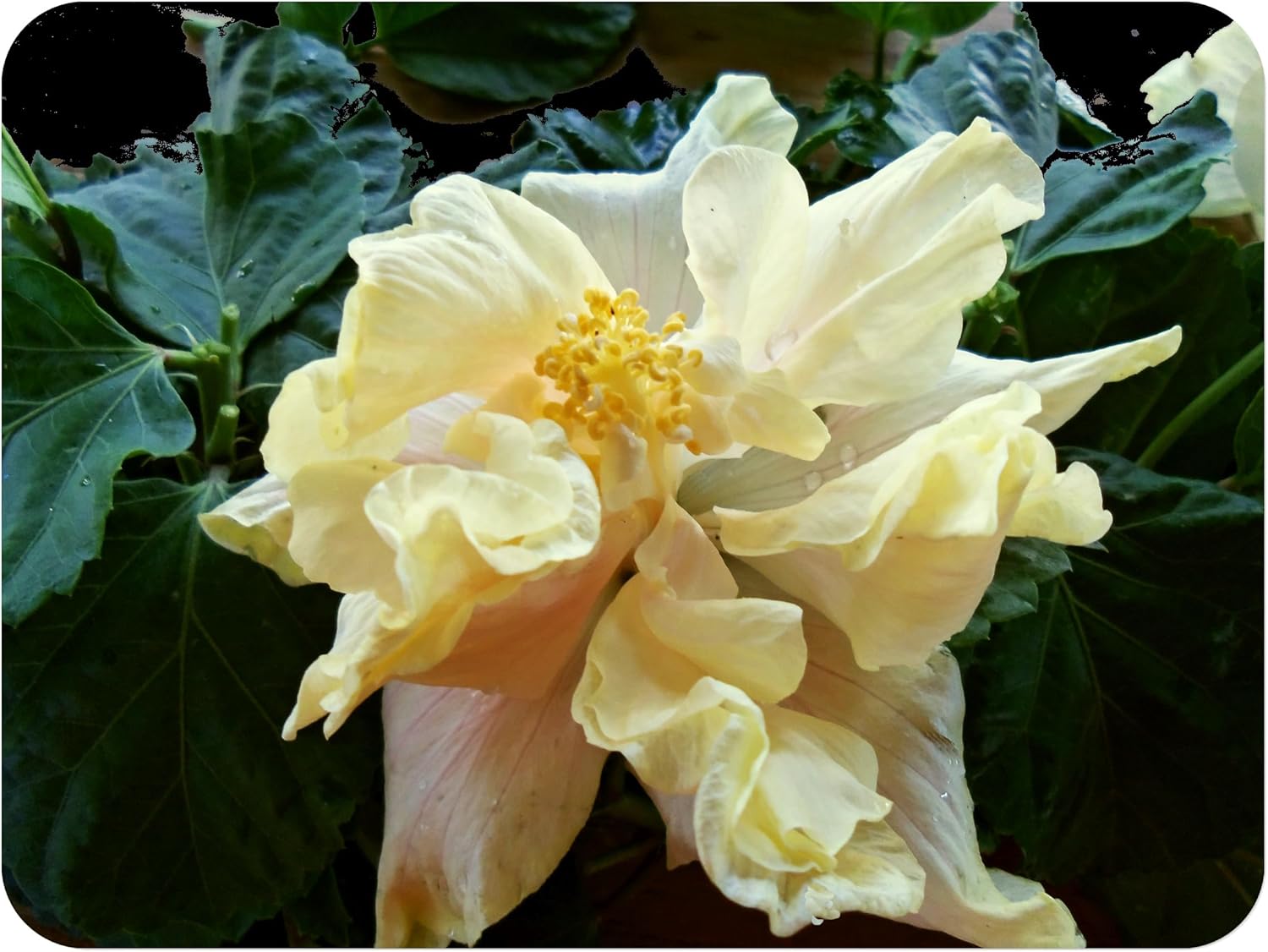 Elephant Ear - Exotic Tropical Hibiscus rosa-sinensis Hybrid - Live Plant - Fancy Double Cream White Pastel Pink Flower - Emerald Goddess Gardens - Starter Sz 4 Inch Pot