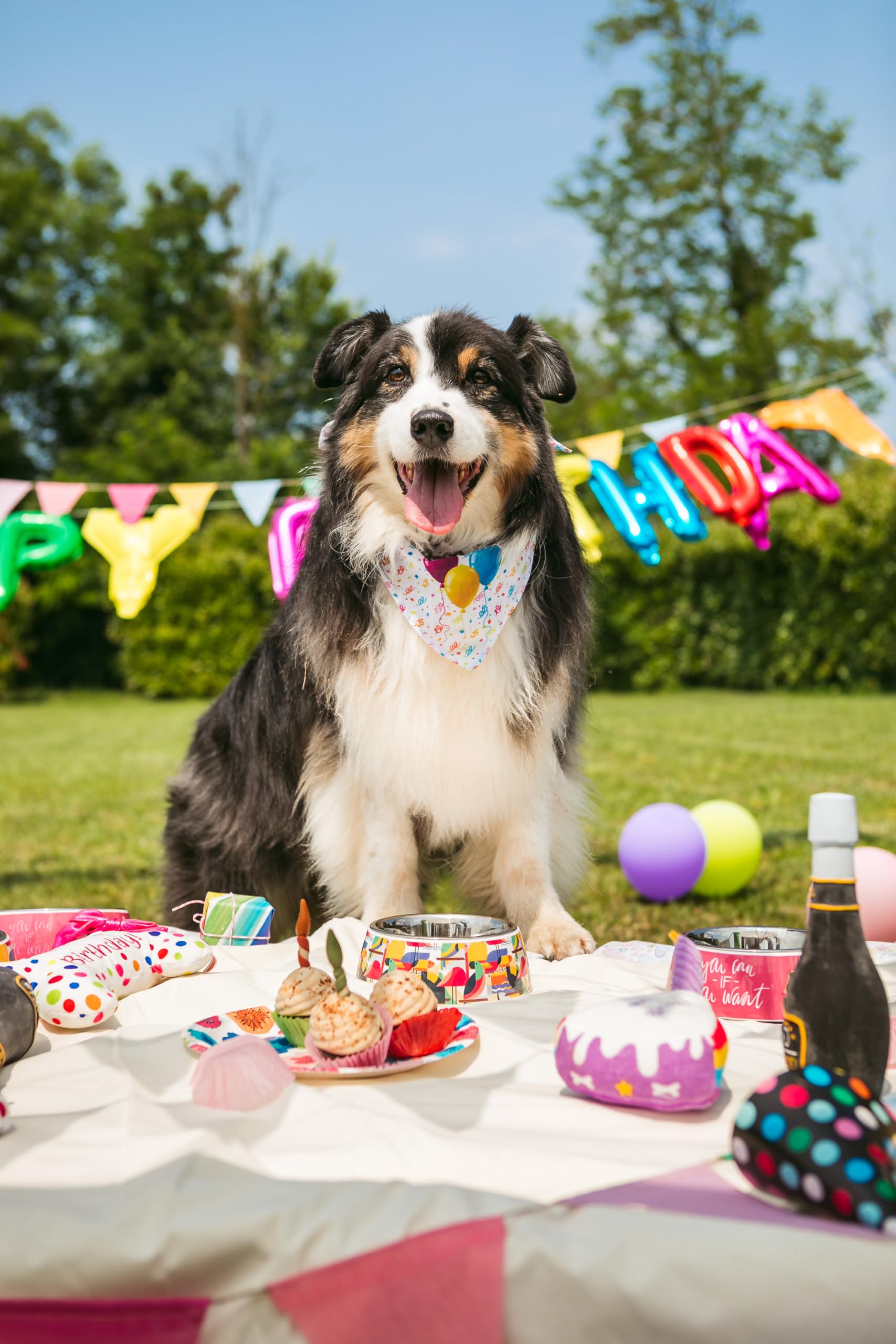 Croci Pet's Party Cupcake - Torta di compleanno per cani, Snack per cane complementare, senza zuccheri aggiunti, 65g