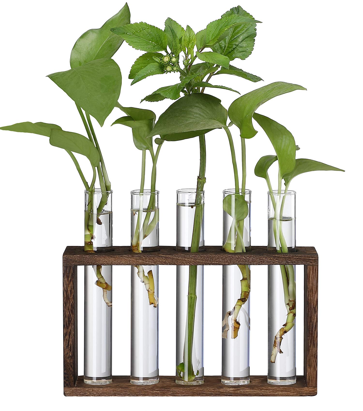 Yistao Glass Planter Propagation Station, Propagation Tubes Wall