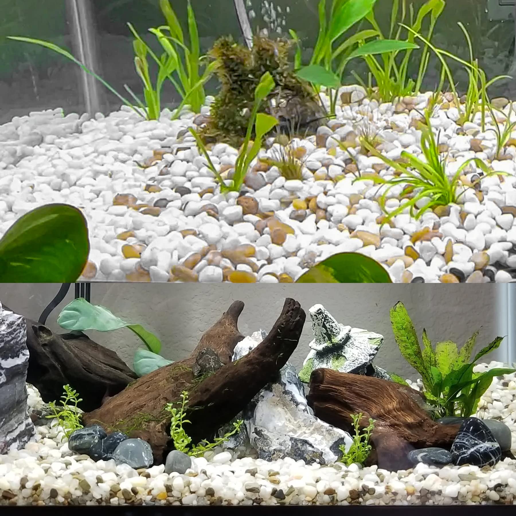 Ciottoli per piante (Bianco, 10 lb)
