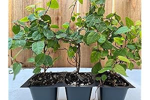 Ficus Repens: Exquisite Creeping Fig Vines for Your Home and Beyond