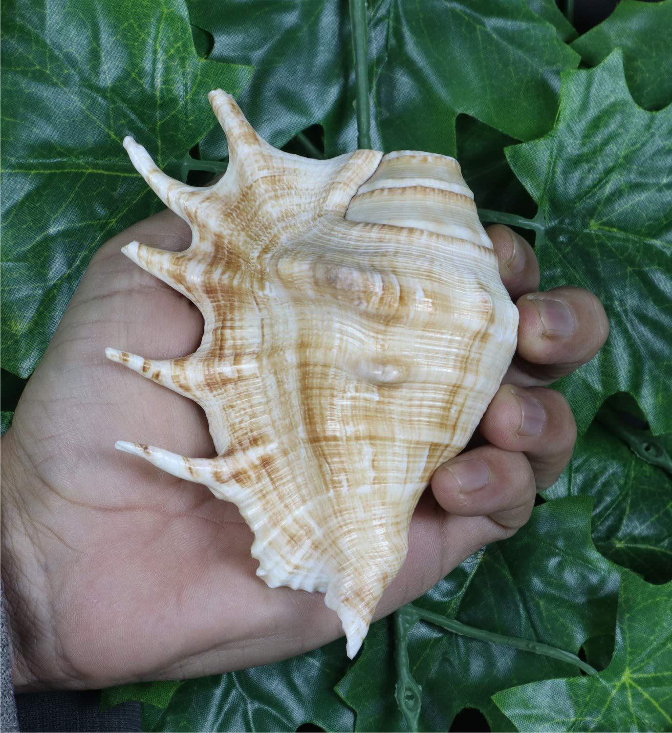 ASHIRWAD Panchmukhi Shankh, Kamdhenu Gaumukhi Shankh für gute Gesundheit, entfernt negative Energie (15,2 cm)