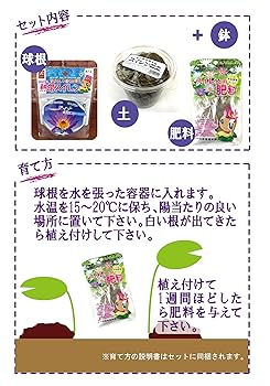 ニ*ノ様 Thailand Creator 熱帯睡蓮　株分け苗　お盆頃発送予定 ニ*ノ様 Thailand Creator 熱帯睡蓮 株分け苗 お盆頃発送予定