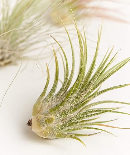 Miniatura 5 de Gran colección de plantas de aire Ionantha Tillandsia de cinco plantas tropicales para el hogar, decoración de interiores y plantas de aire de