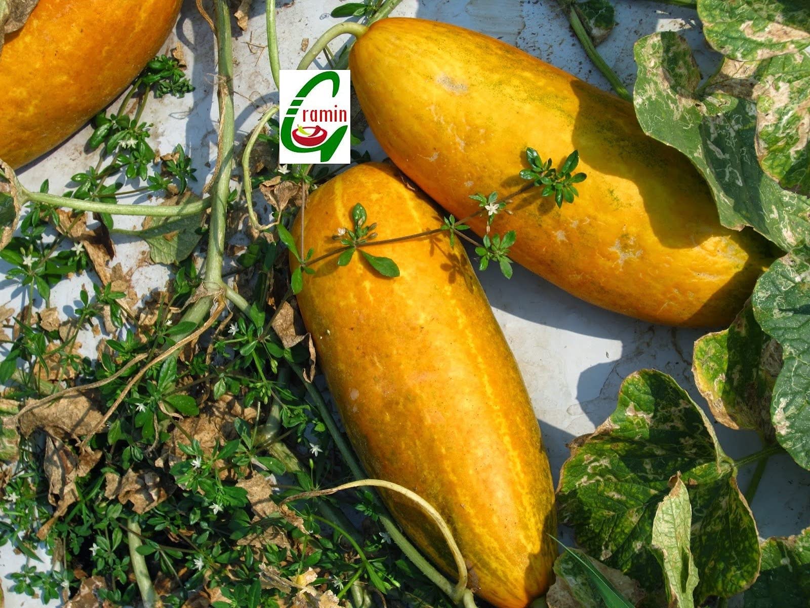 Golden Hills Farm hybrid Yellow Indian Cucumber or Sambar Cucumber 100+ seeds (B094YBYF3Z) Amazon Price History, Amazon Price Tracker