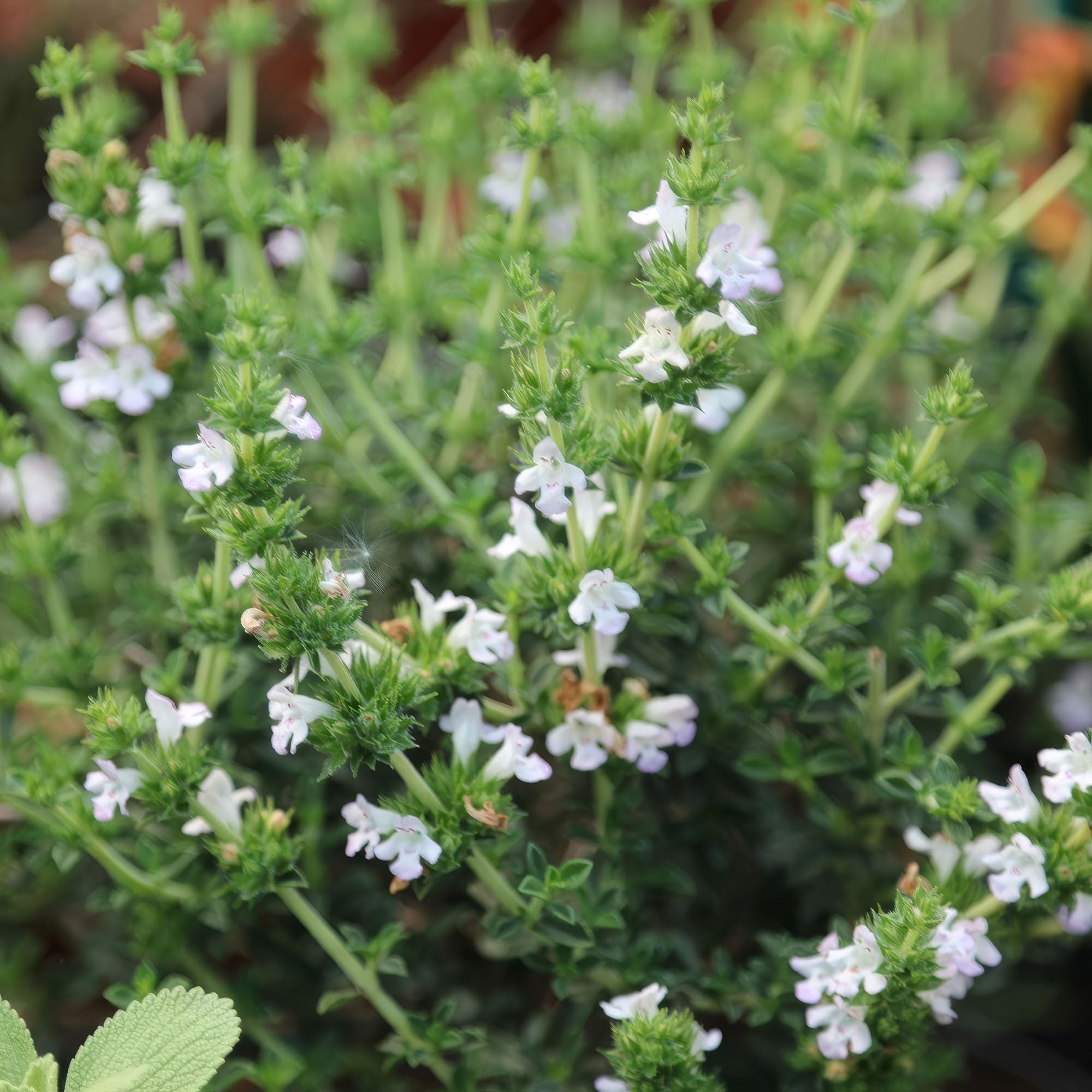 Plant Theory 9cm Pot Winter Savory Herb Plant Satureja Montana