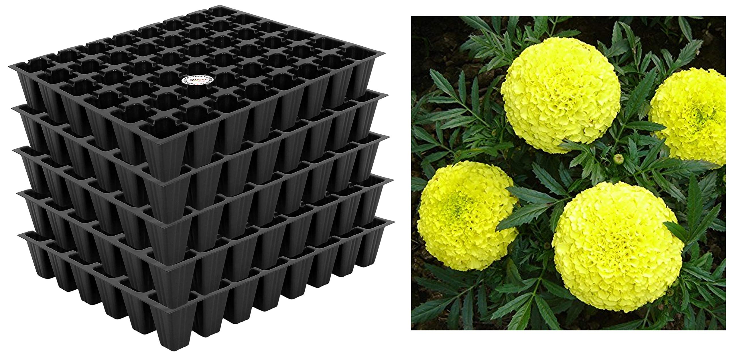 Kraft Seeds Garden Mix of Gainda/African Marigold Flower (Height 30-40 cm, Multicolour, 1000 Pieces) & 5 Set Seed Tray Plant Grow Starting Germination Pro Tray 240 Cells, (5 Trays, 48 Cells E Combo