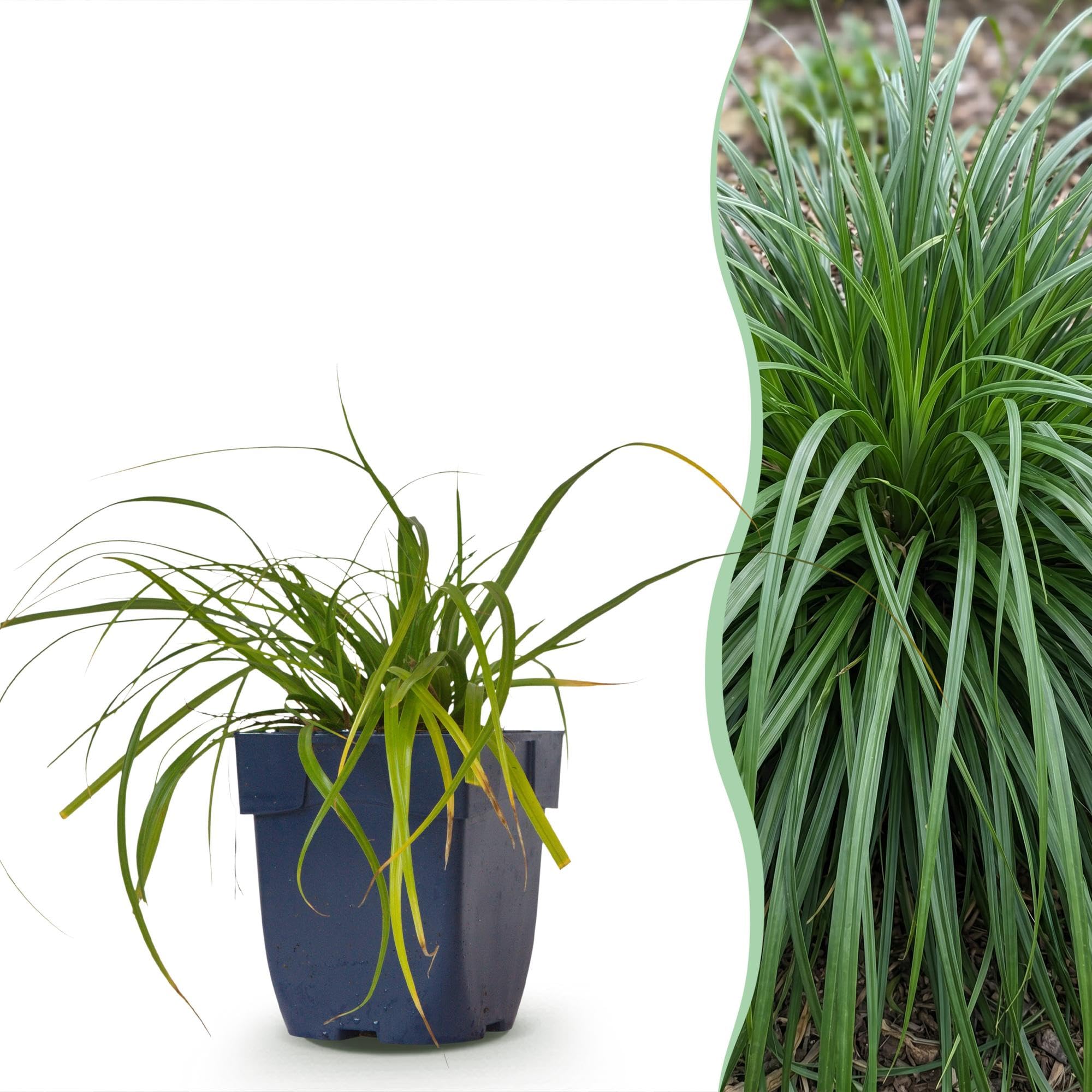 Green boutiQ - Gräser - Carex oshimensis Evergreen - Japanisches Sauergras - Immergrün - Grün - 24 Pflanzen - Topf 11cm - Höhe 15-25cm