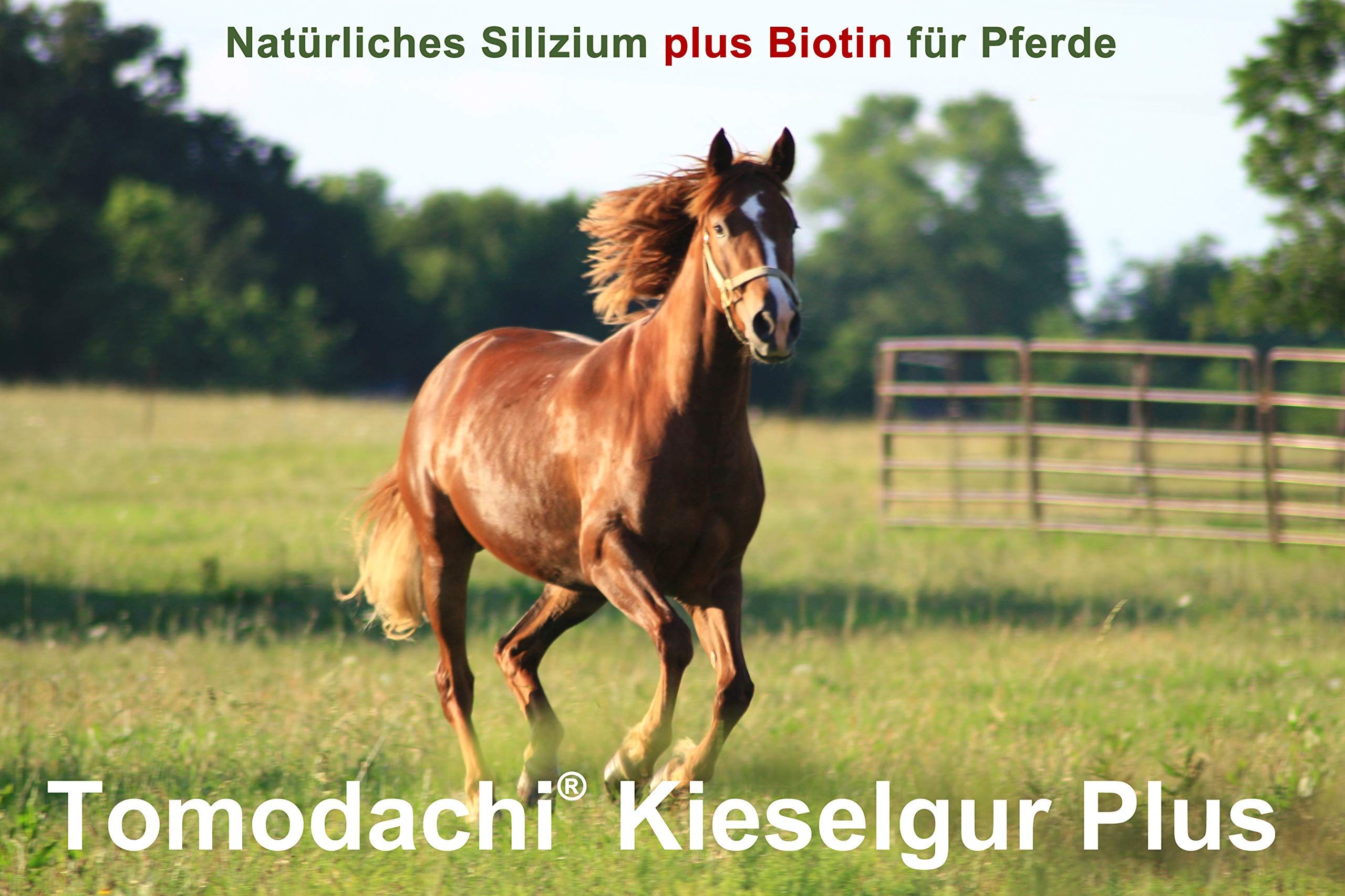Kieselerde Plus Biotin Futterzusatz Pferd natürliche Kieselgur Plus Bierhefe für eine ausgewogene Ernährung reich an natürlichem Silizium, Calzium, Mineralien, Spurenelementen 10 Liter Eimer