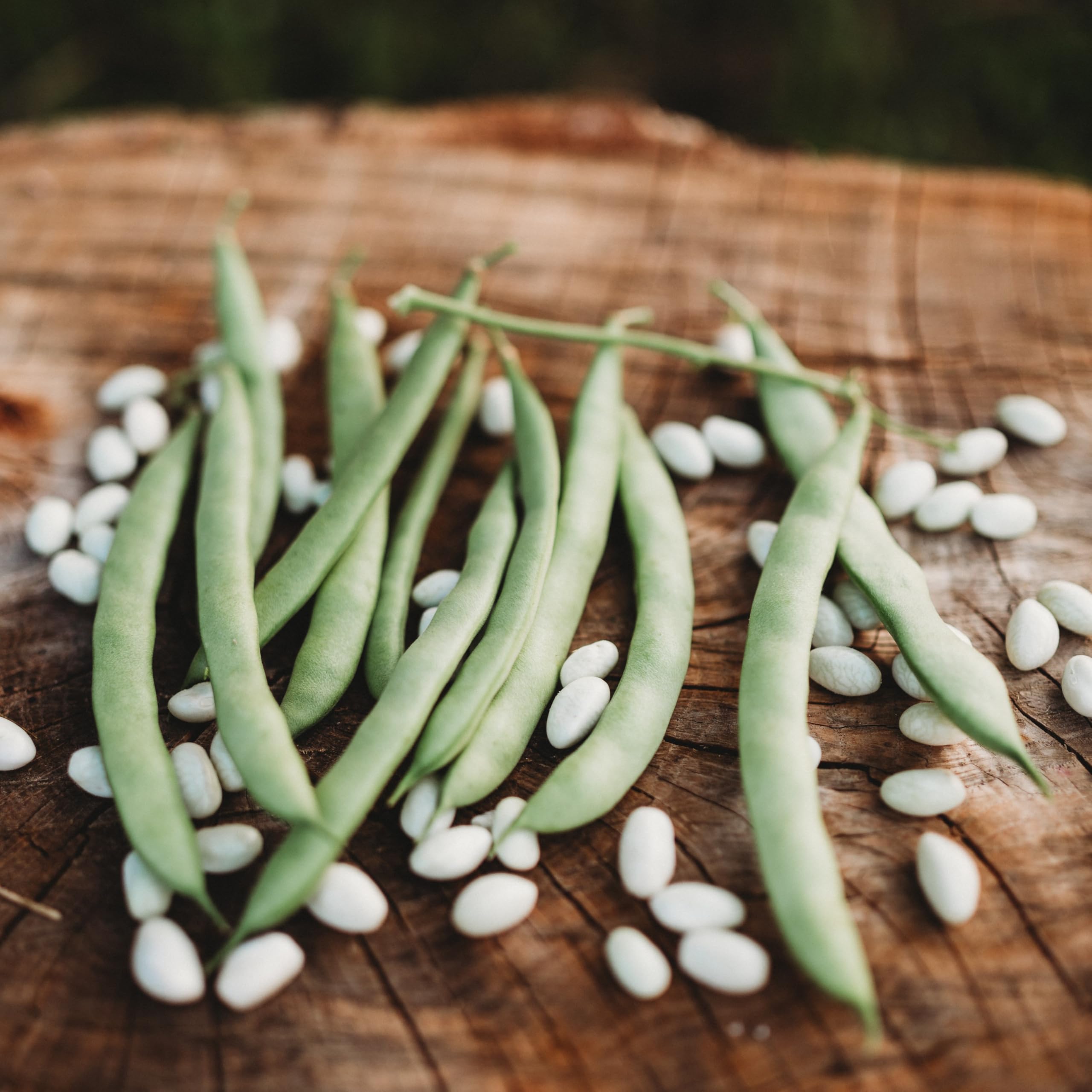 Mountaineer White Half-Runner Bean Thresh