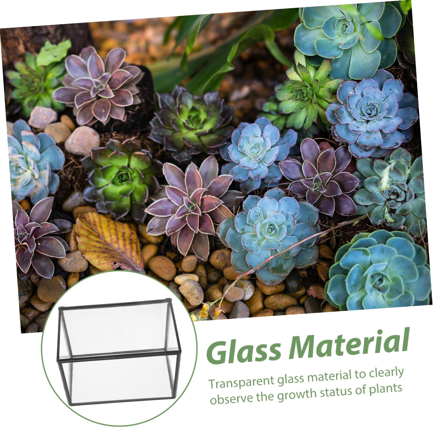 BESPORTBLE Terrario de Vidrio Contenedor Transparente para Plantas Suculentas, Maceta Resistente y Decorativa Adecuado para Decorar Habitaciones y Regalar