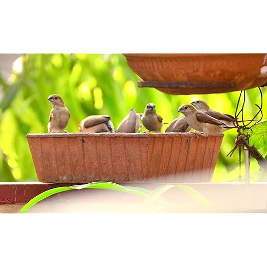 Himalaya Handicrafts Earthen Pot Terracotta Bird Bath, Earth Brown (9X9-Inch)