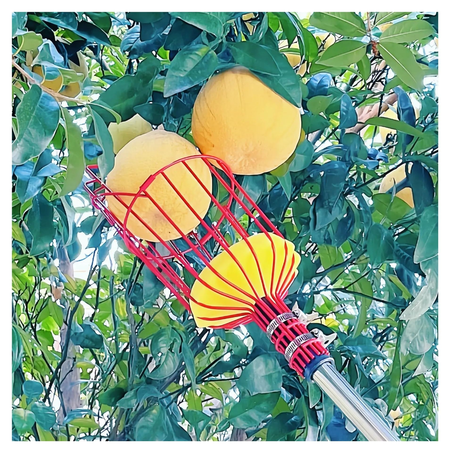 Professionelles Obstpflückgerät – Ausziehbarer Stiel for hohe Äste, ideal for Ernten von Äpfeln, Orangen und mehr(Blue)
