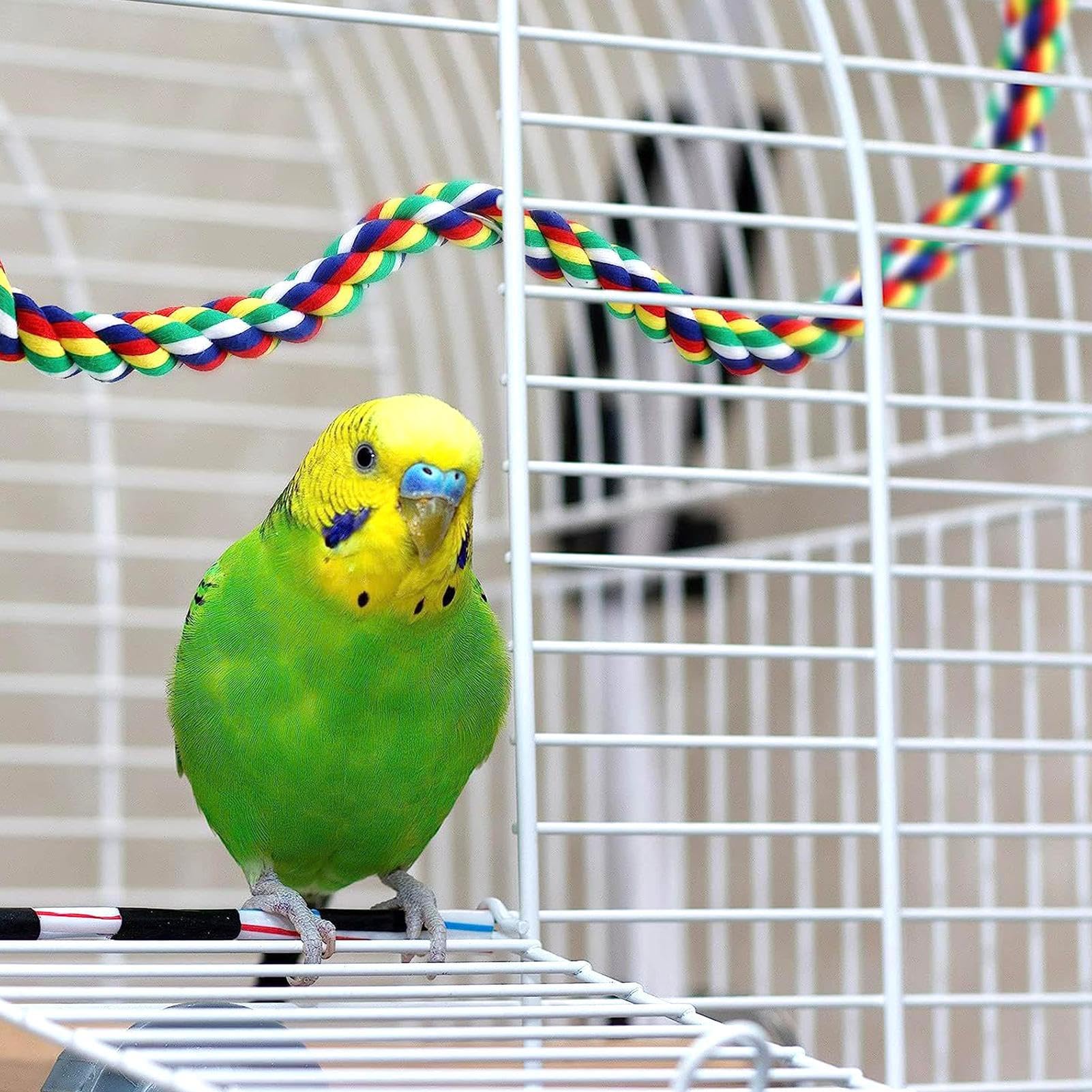 Amazon | 鳥かごの止まり木, 鳥かごの止まり木オウム用ステンレス
