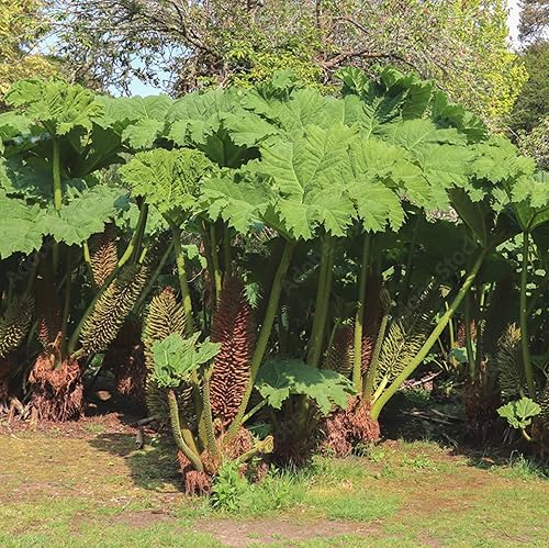Miniatura 6 de CHUXAY GARDEN Gunnera Manicata Semillas 10 Semillas Gigantes Ruibarbo Perenne Plantas Ornamentales Hierbas Plantas Adición Un Atractivo Decorativo