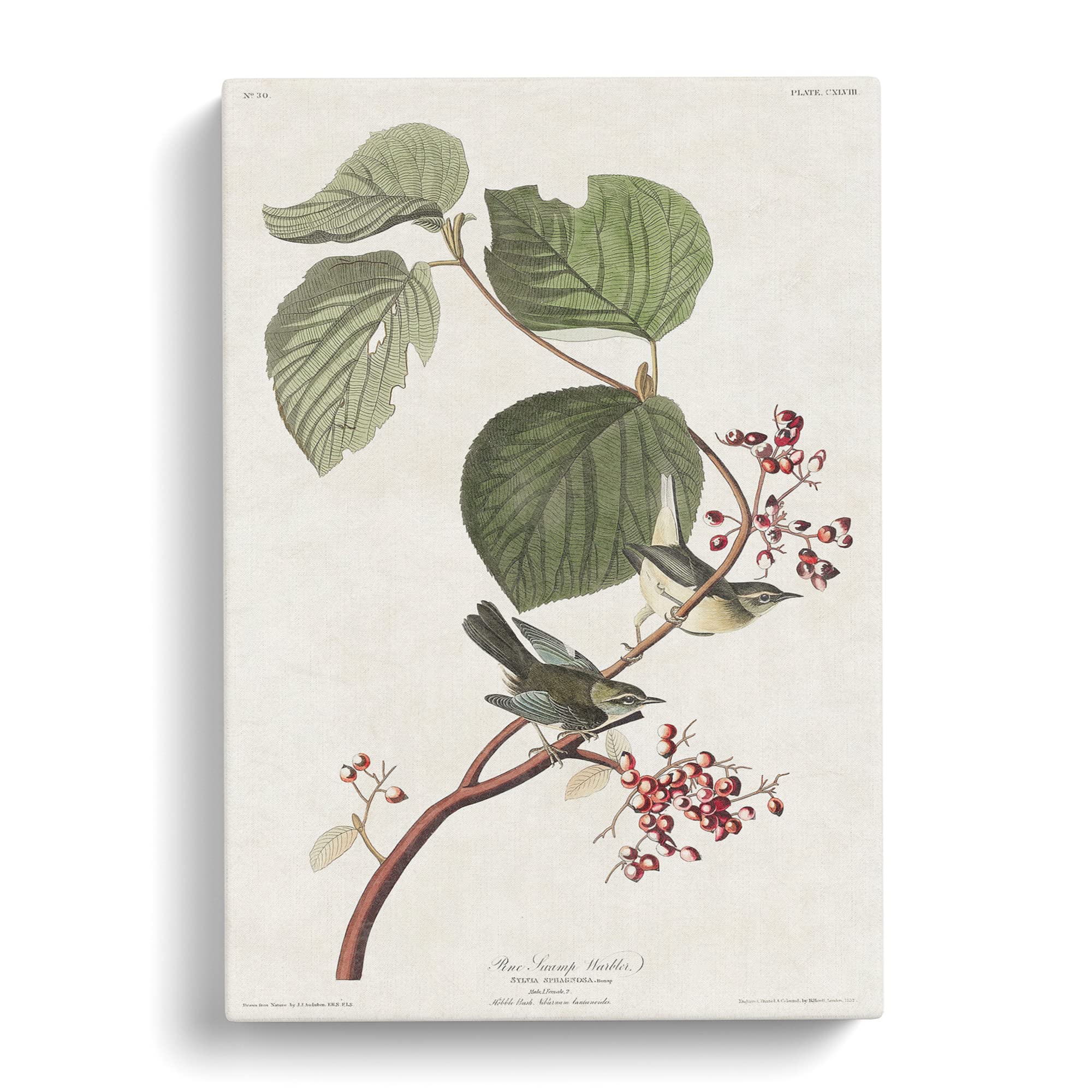 Pine Swamp Warbler By John James Audubon Canvas Print, Mixed, 25L x 50W cm - Image 3