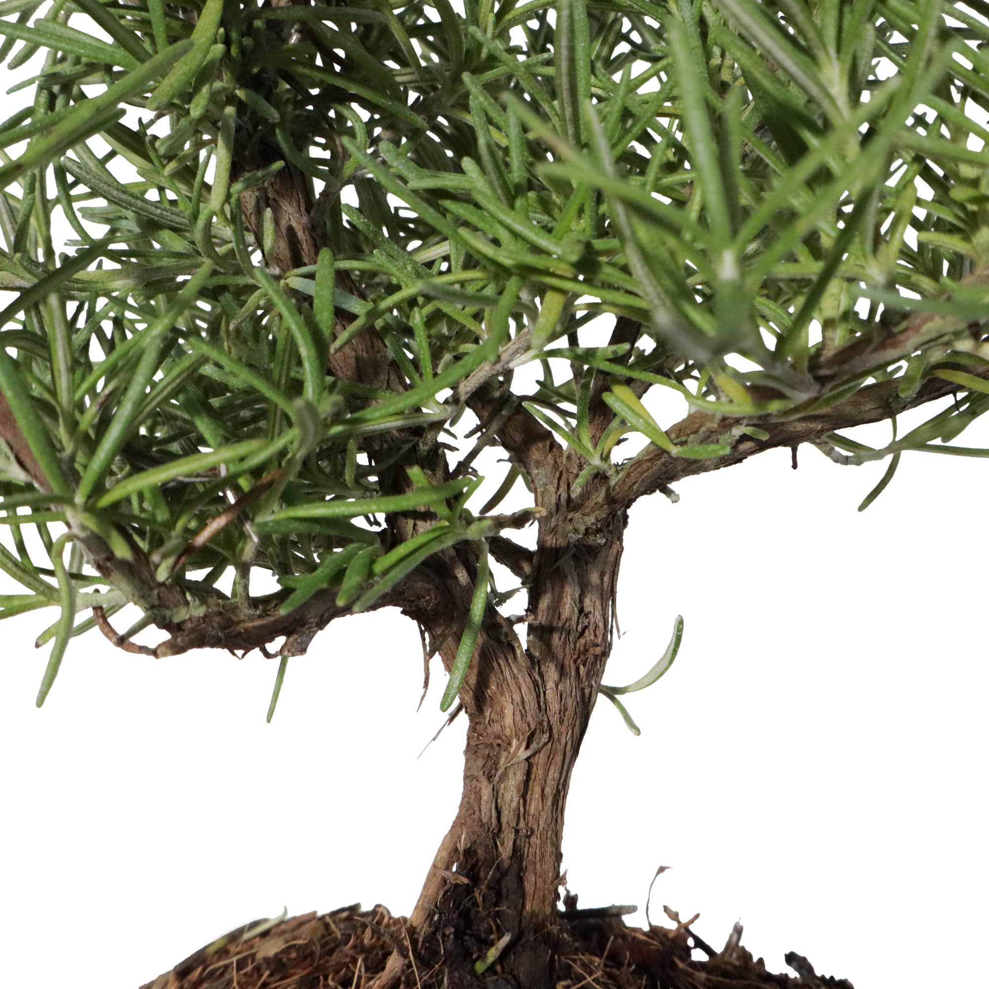 KENTIS - Rosmarin-Bonsai - Rosmarinus Officinalis - Echter dekorativer  Outdoor-Bonsai - Echte Aromapflanzen - H 23-30 cm Topf  19 cm : Amazon.de:  Garten