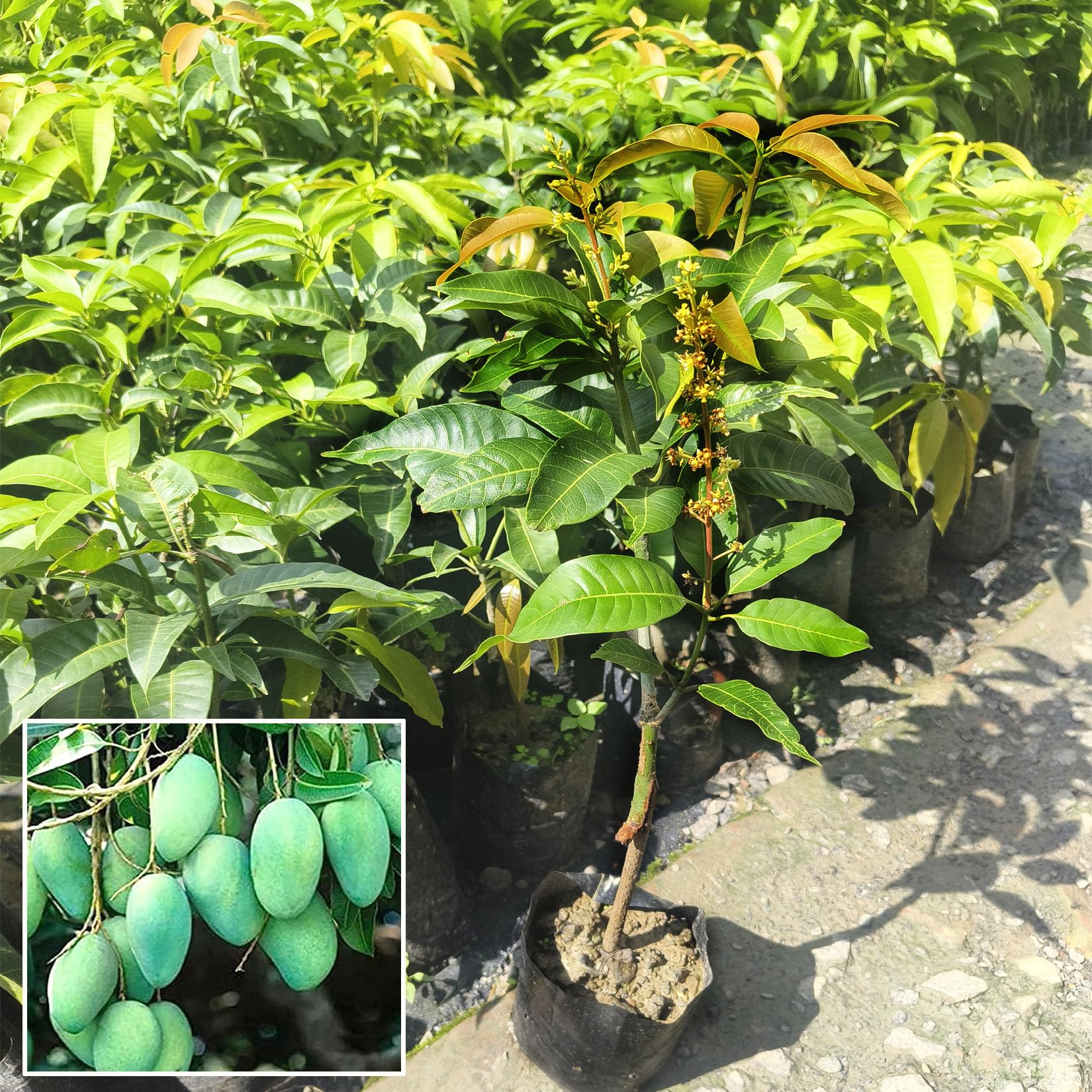 AGRO ALIVE Thailand All Time Baramasi Grafted Mango Plant – sweet all season mango plant 1-1.5 feet height Year-Round Fruit Bearing