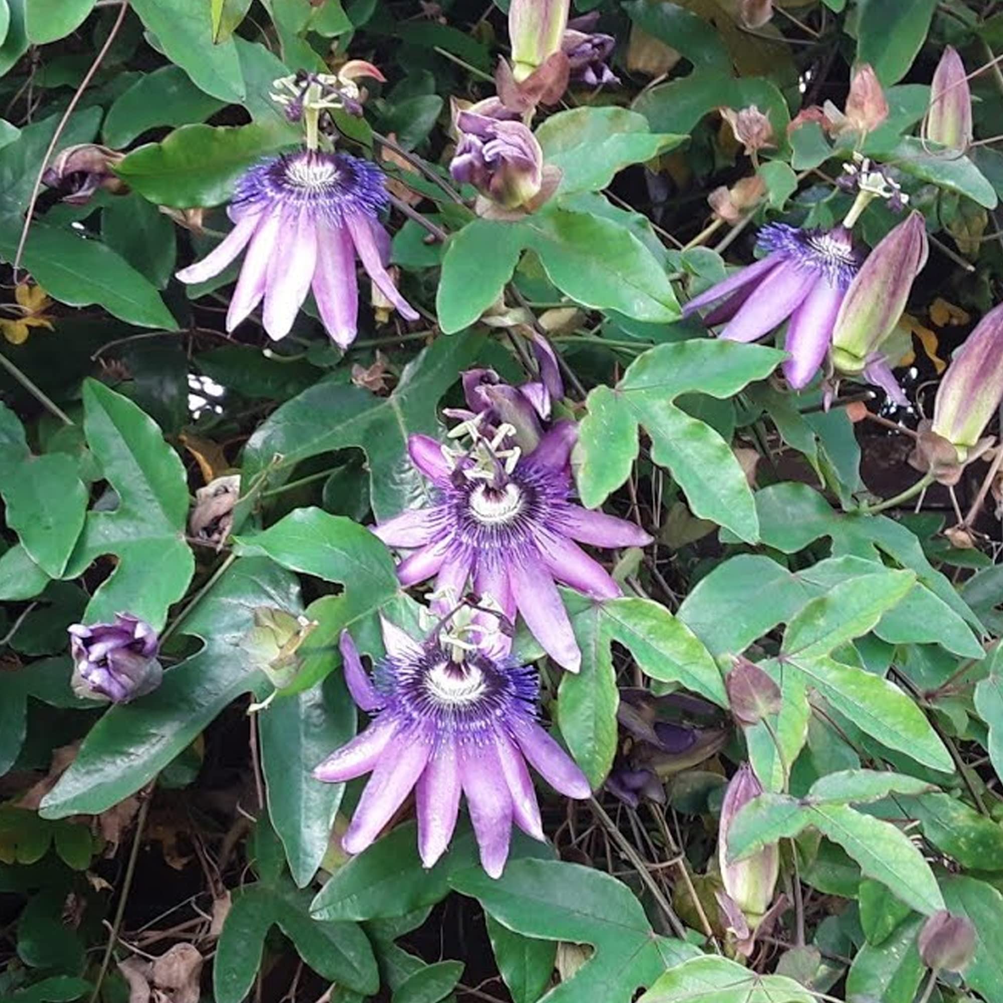 Passiflora Amethyst Passion Flower | Outdoor Evergreen Garden Climber in 9cm Pot