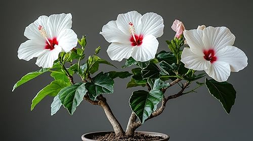 Semillas de árbol de bonsái de hibisco para plantar (50 semillas) - Rosa de Sharon