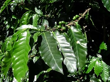 Seeds Flowers Arabian Coffee Tree Indoor - 5 Seeds