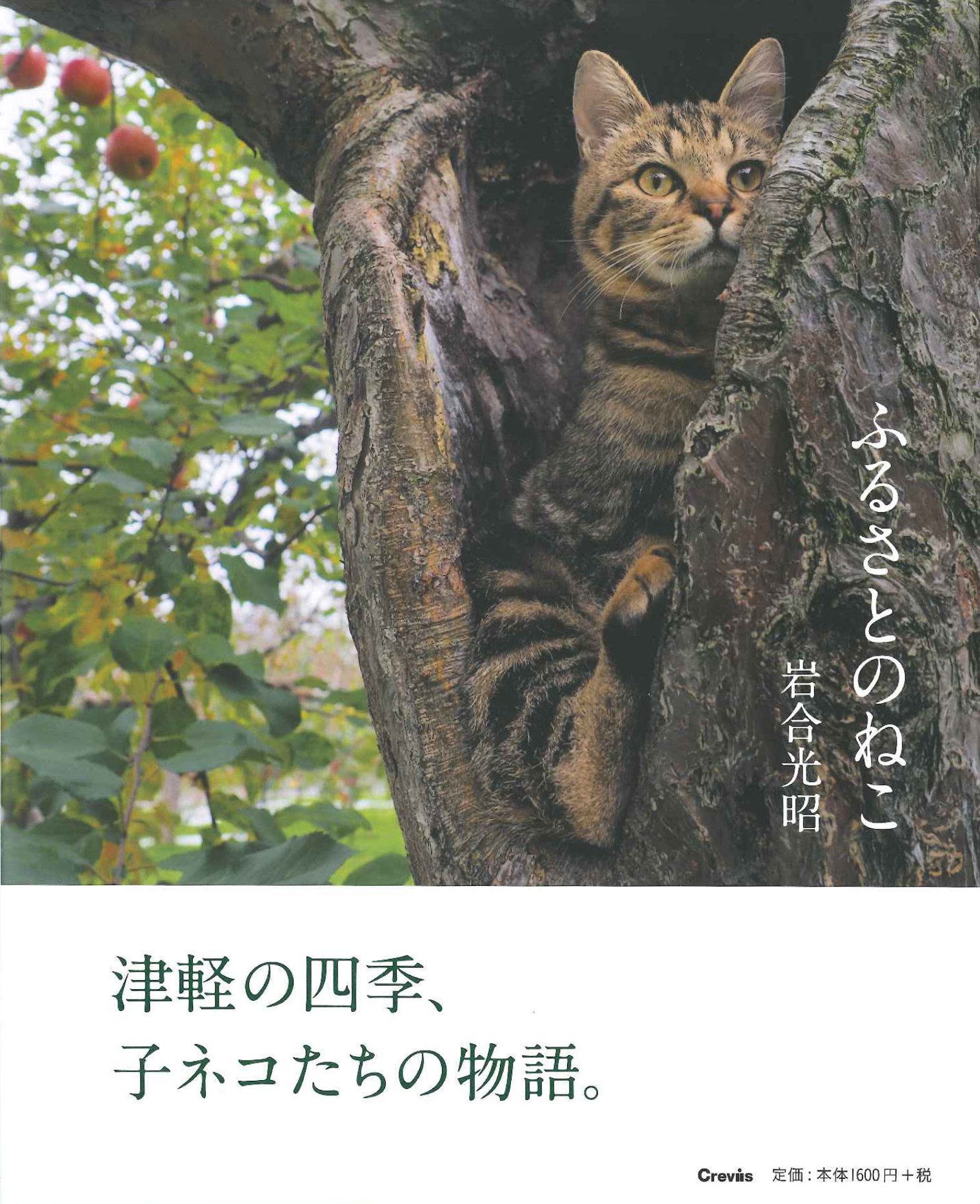 ふるさとのねこ | 岩合光昭 |本 | 通販 | Amazon