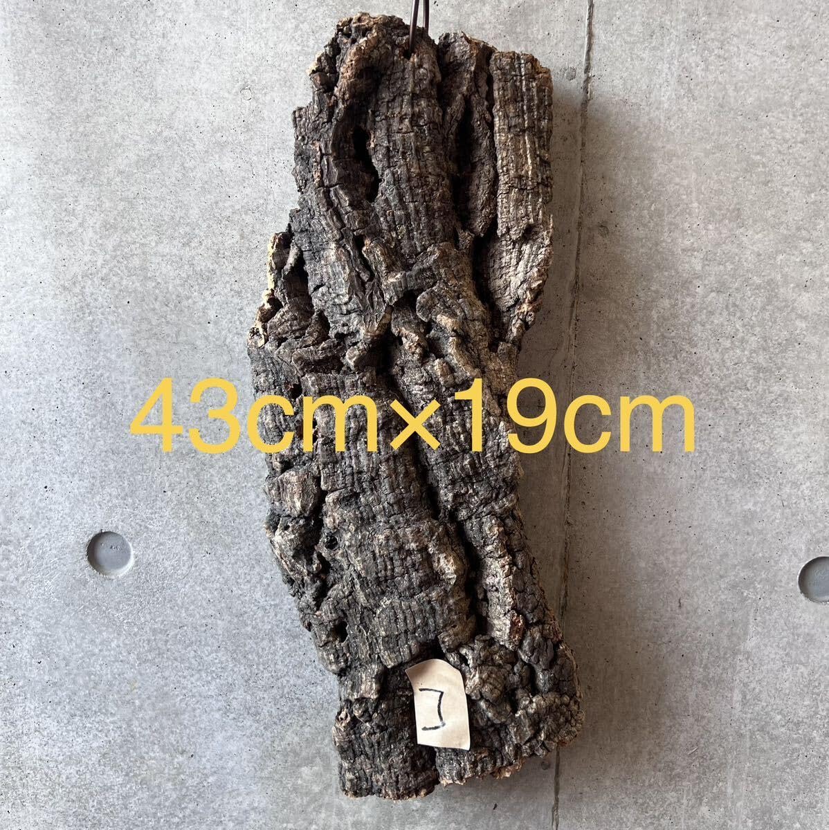 Amazon.co.jp: コルク樹皮 コ バージンコルク チランジア ビカクシダ