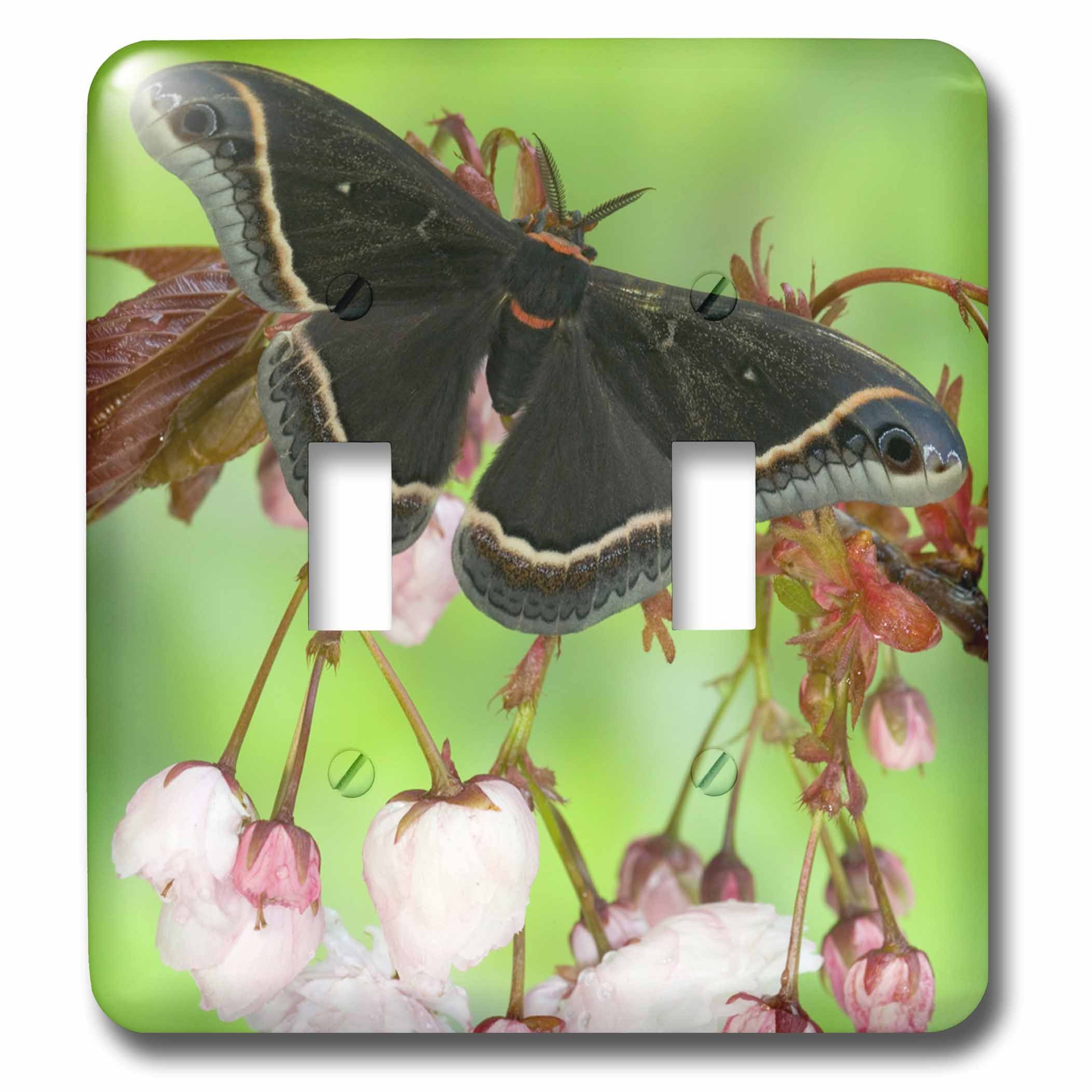 3dRose lsp_95521_2 Silk Moth Insect, Sammamish, Washington-US48 DGU0632-Darrell Gulin Double Toggle Switch, Multicolor