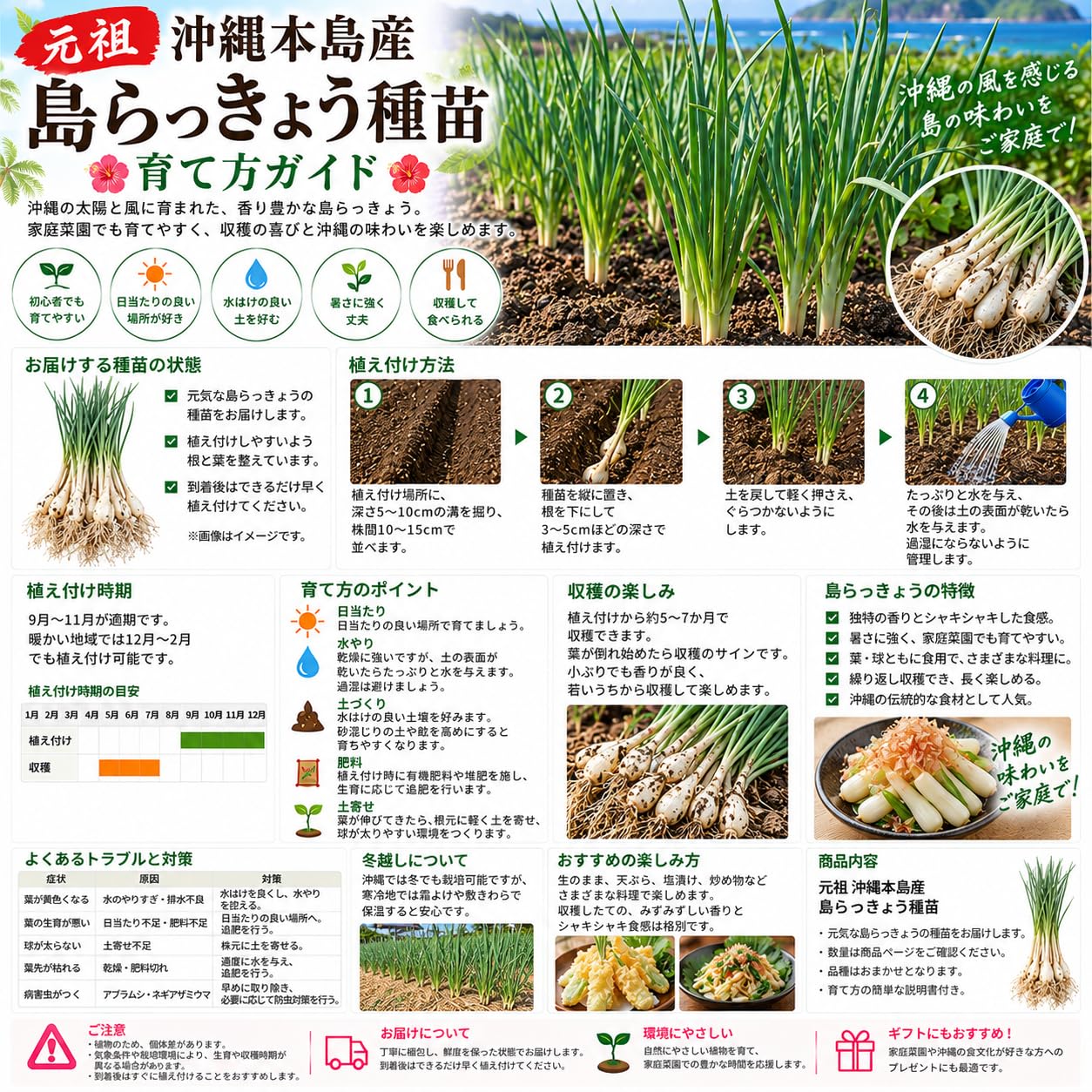 Amazon.co.jp: 元祖 沖縄本島産 島らっきょう種苗 100本 島ラッキョウ