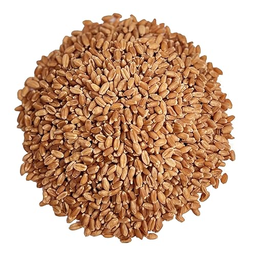 Bayas de trigo de primavera rojas sin OMG kosher crudas semillas a granel producto de los Estados Unidos 5 libras