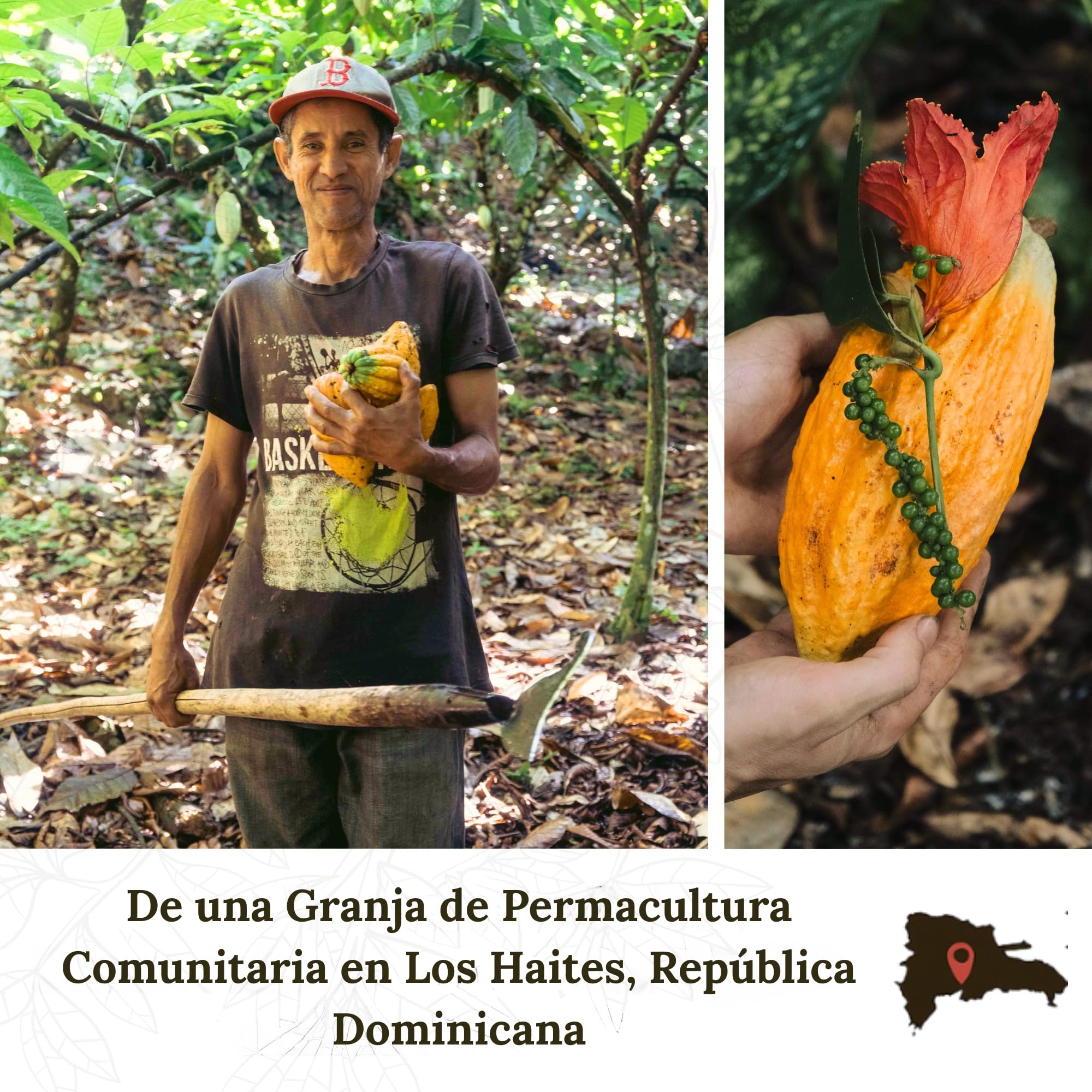 ALMARTE Cacao ceremonial, 250 g, 100% crudo y puro, República Dominicana | Medicina abridora de corazón | Single Origin Bio | Granja regenerativa | Teobromina Energía | Sustituto de café
