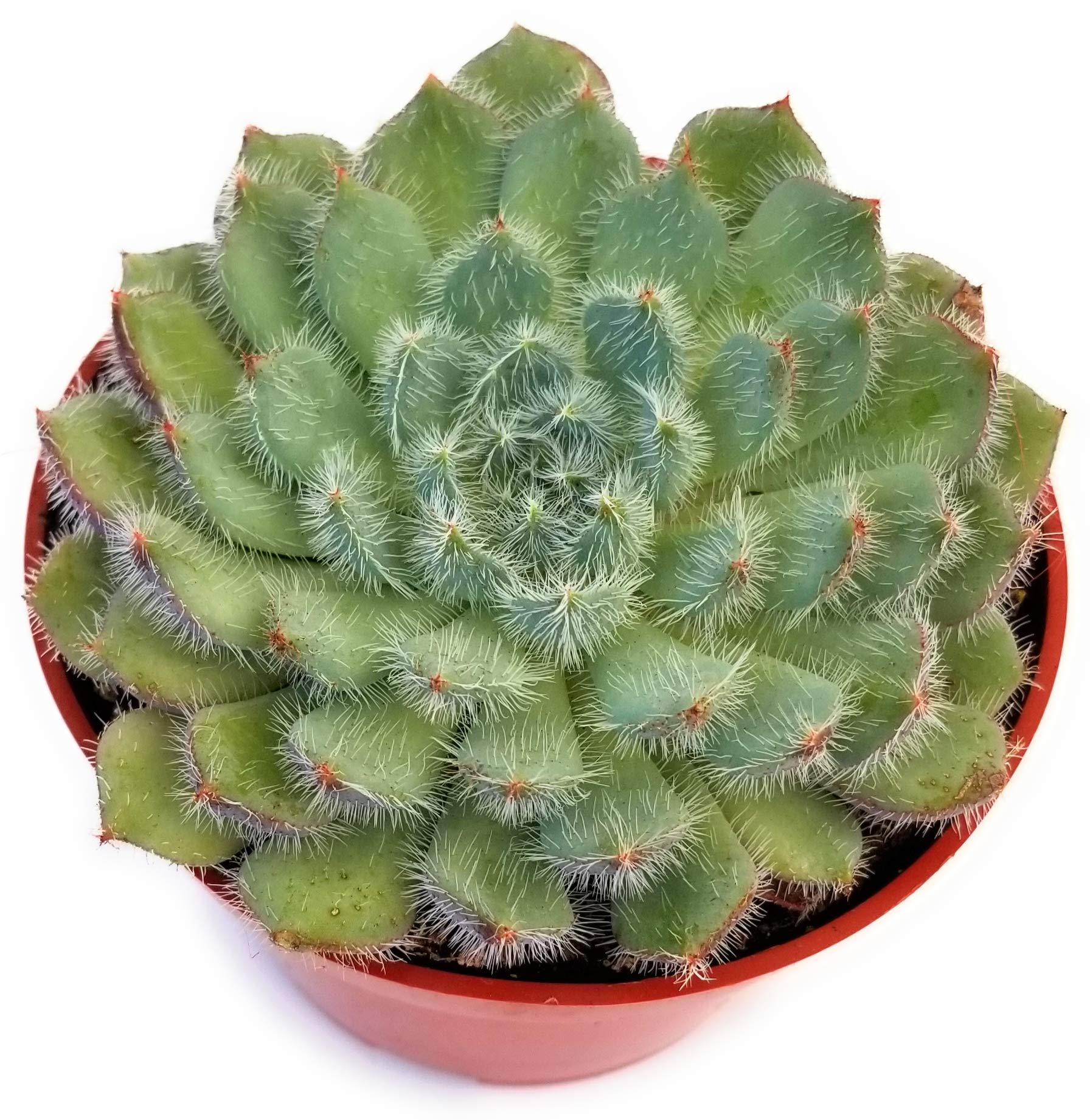 Amazon Com Fat Plants San Diego Live Echeveria Succulent Plant In A 4 Inch Plastic Growers Pot 4 Inch Fo 42 Garden Outdoor