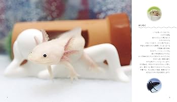 ウーパールーパー 古家具 本箱 ウーパールーパーと仲良くなれる本 (アクアライフの本) | 藤谷武史