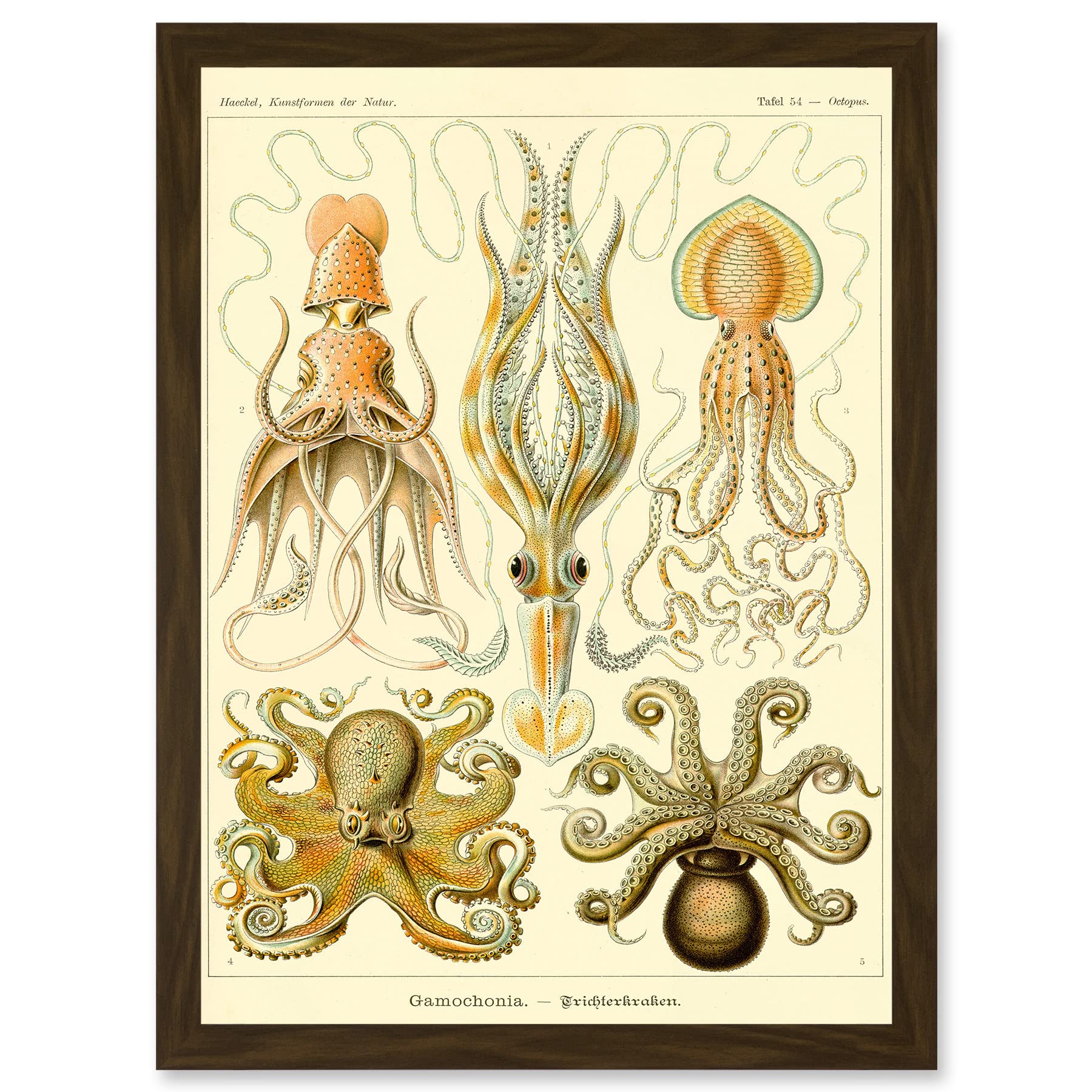 Artery8 Nature Ernst Haeckel Octopus Biology Sea Underwater A4 Artwork Framed Wall Art Print