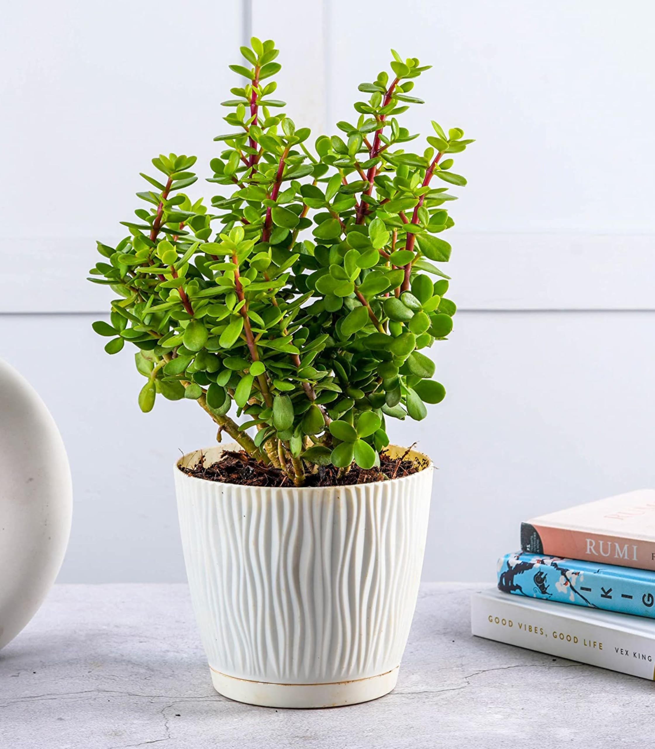 HIRA GREEN WORLD ZZ Plant, Zamioculcas Zamiifolia, Indoor Plant with White Planter-image-4