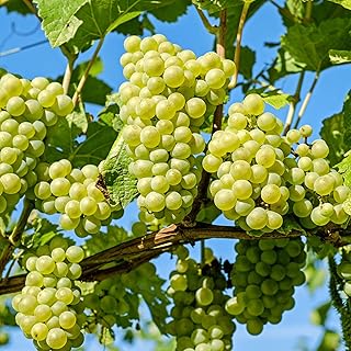 Niagara Seedless Bare Root Grape Vine - America's Classic Green Table Grape - 1-Year Old Plant with a Free Vine Support Included from Hand Picked Nursery (1)