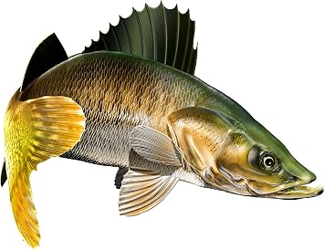 Walleye Beautiful Fish Decal | Fishing Decal for Boat, Car, Vehicle, Truck Etc. | Waterproof Vinyl Sticker | Many Sizes & Styles Available | 12" to 40" By Digital Fish Art Medium, Position 2R