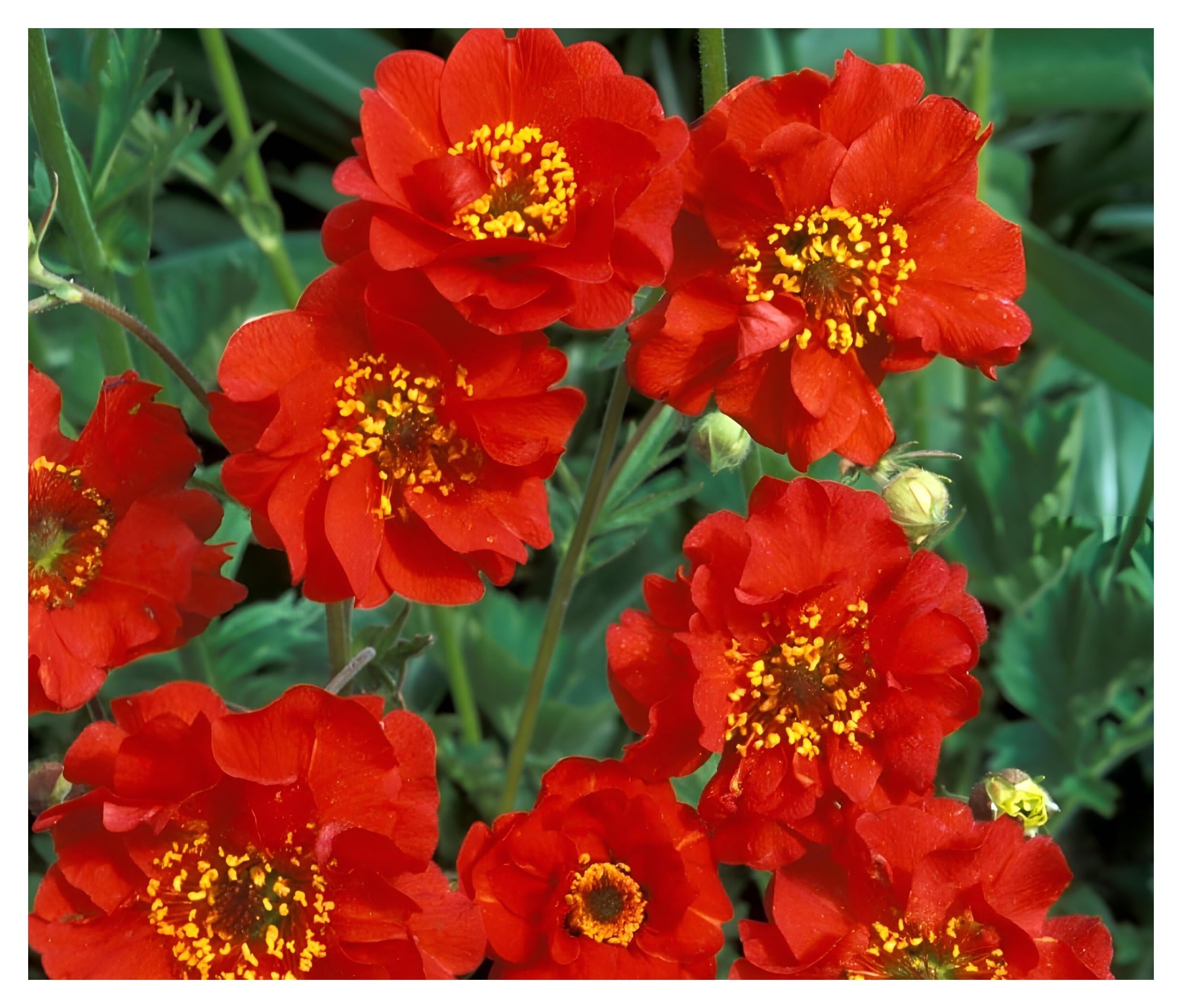 Stauden Gänge 10 x Geum chiloense 'Mrs Bradshaw winterhart