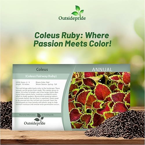 Miniatura 5 de Outsidepride 200 semillas anuales Coleus Fairway Ruby Follage Interior Casa Planta o Jardín Semillas de flores